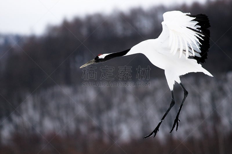 鹤,自然美,蔓越桔,丹顶鹤,钏路支厅,动物交配,北海道,美,水平画幅,雪