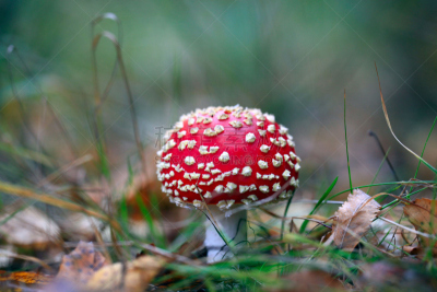 红色,毒蝇菇,美,水平画幅,户外,生物学,草,毒蘑菇,橙色伞菌,白色