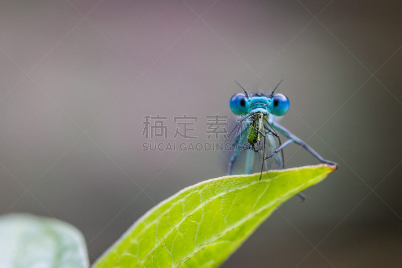 昆虫,蜻蜓,美,水平画幅,动物身体部位,野外动物,夏天,草,特写,吃