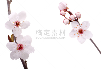 李树,温带的花,留白,水平画幅,樱花,无人,梅花,纯净,特写,白色
