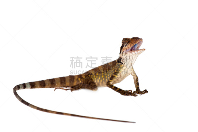 火冠蜥,白色,安乐蜥,飞龙科蜥蜴,树栖动物,壁虎,留白,水平画幅,无人,动物学