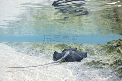魟鱼,马尔代夫,阿里环礁,珊瑚岛,螫刺的,水,水平画幅,无人,水下,野外动物