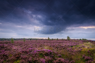 石南花,暴风雨,天空,水平画幅,无人,九月,英格兰,夏天,户外,草
