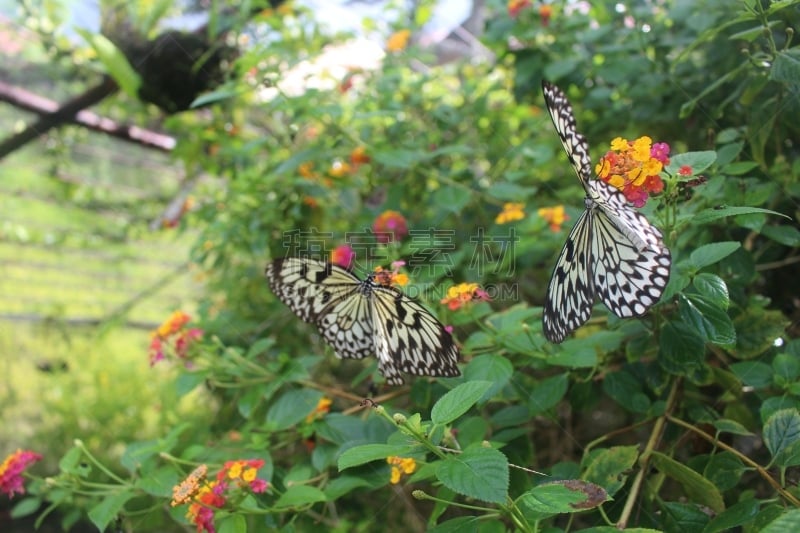 蝴蝶,灰蝶科,butterfly garden,黑脉金斑蝶,人工饲养动物,天堂,水平画幅,无人,菲律宾,夏天