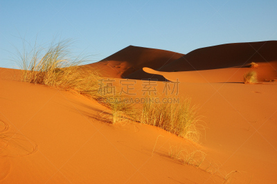 沙丘,灌木,在之后,埃诺奥克沙漠,比沙丘沙漠,erg chebbi dunes,莫鲁加,风,水平画幅,沙子