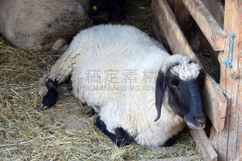 白色,黑色,动物鼻子,绵羊,水平画幅,注视镜头,动物耳朵,羊圈,动物习性,动物身体部位