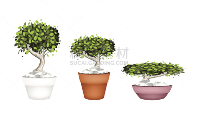 花盆,盆景,枝繁叶茂,小的,榆树,装饰物,白杨,菩提树,黄杨木,热带树