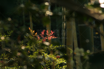 品牌名称,日本,水平画幅,无人,户外,黑色背景,金竹,植物,园艺,园林
