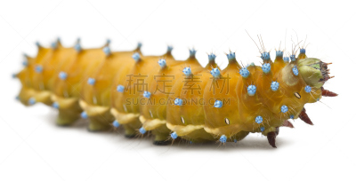 白色背景,毛虫,蛾,孔雀,无脊椎动物,水平画幅,土星蛾,生物,无人,蓝色