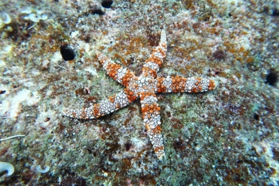 海星,宫古岛,冲绳县,水平画幅,无人,疣,日本,水下,太平洋,海洋