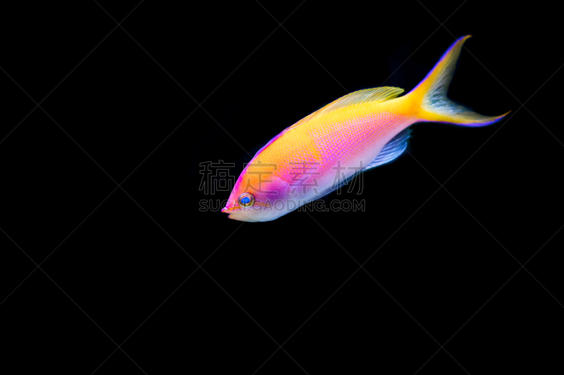 Anthias Fish,粉色,桨叉架船,巴氏梨,黑色背景,红颊花鮨鱼,红海红番王宝石鱼,丝鳍拟花鮨,鲈,水下