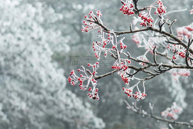 黄山山脉,雪,中国,自然美,风景,植物,安徽省,水平画幅,山,无人