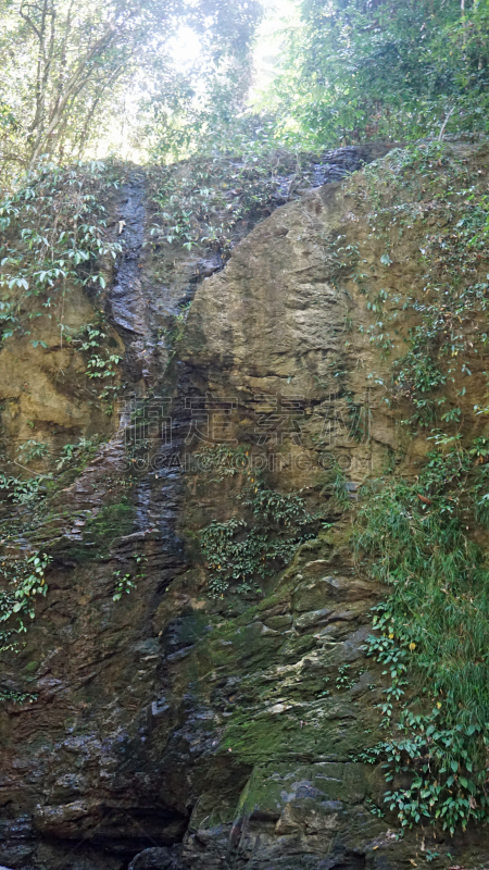 雨林,蓝塔岛,自然,垂直画幅,枝繁叶茂,地形,无人,热带雨林,户外,泰国