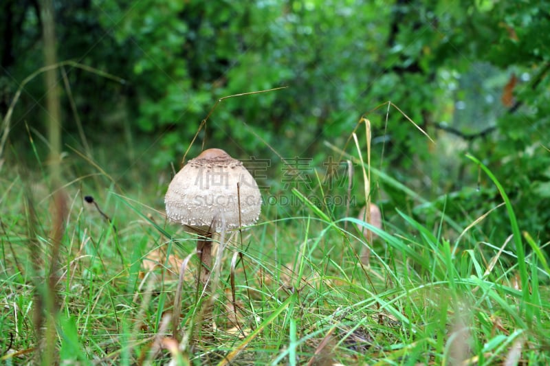 蘑菇,美,褐色,水平画幅,无人,夏天,草,特写,树林,食用菌