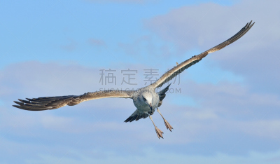 食海藻海鸥,少年早期,黑背鸥,鸟编队飞行,张开翅膀,正面视角,美,风,水平画幅,鸟类