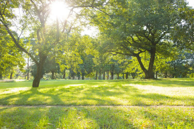 公園　太陽光