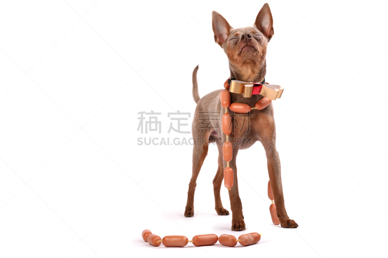 toy terrier,小狗,俄罗斯人,白色,香肠,分离着色,褐色,水平画幅,注视镜头,梗犬