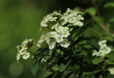 花蕾,春天,新娘,花环,自然,水平画幅,绿色,无人,野生植物,特写