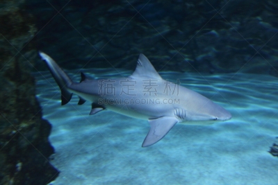 灰角鲨,礁石,水平画幅,水族馆,无人,2015年,鲨鱼,鱼类,礁鲨,人工饲养动物