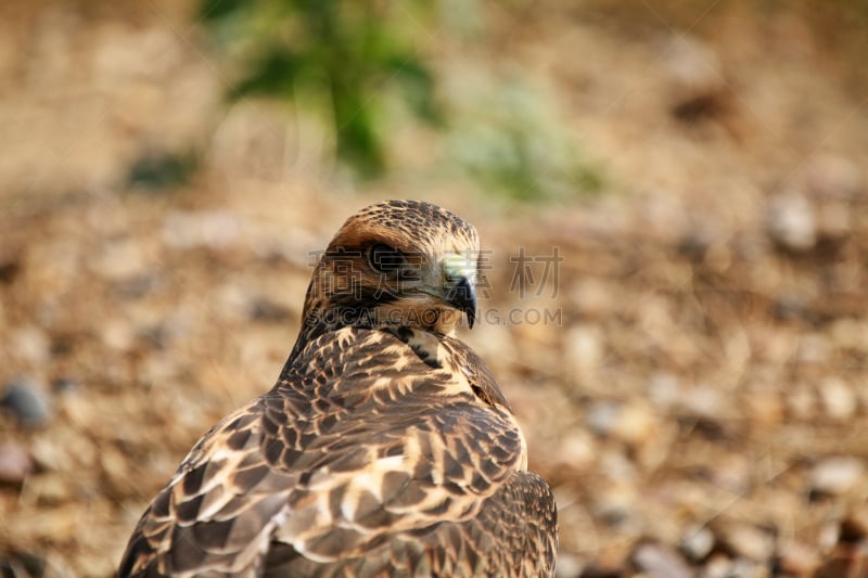 萨斯喀彻温省,老鹰,陆地,风景,swainson's hawk,自然,人老心不老,野生动物,食肉鸟,水平画幅