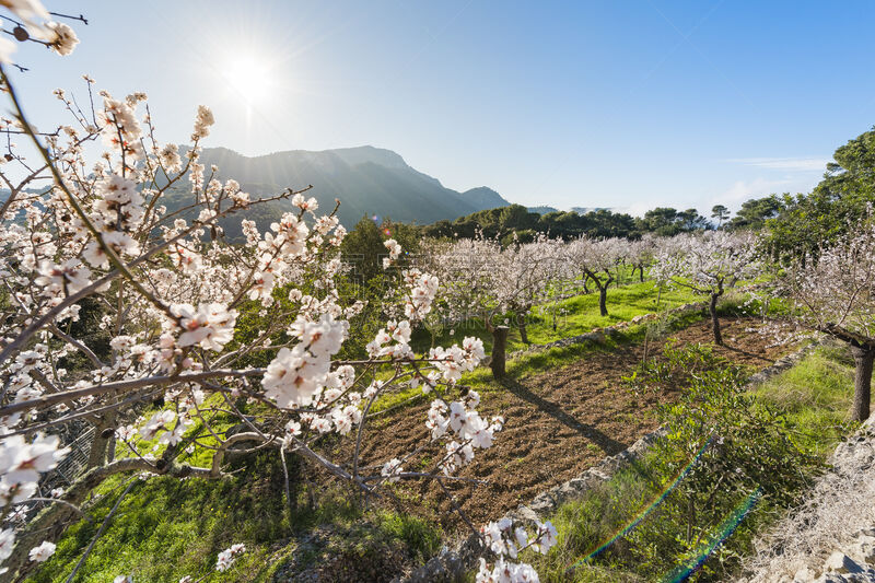 马略卡,花朵,西班牙,杏树类,sierra de tramuntana,热情,自然美,春天,杏仁,植物