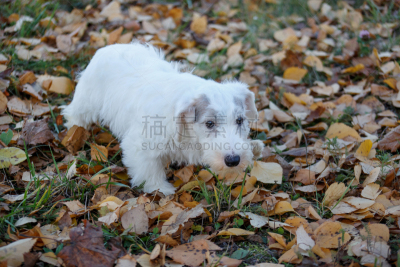 可爱的,希利哈姆犬,小狗,2到3个月,梗犬,注视镜头,威尔士,博德猎狐犬,纯种犬,狗