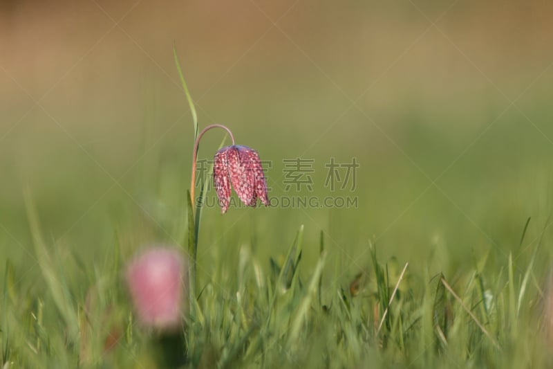 紫色,格子图案,绿色背景,蛇,动物头,欧洲赤松,豹纹蝶,瑞典,清新,野生动物