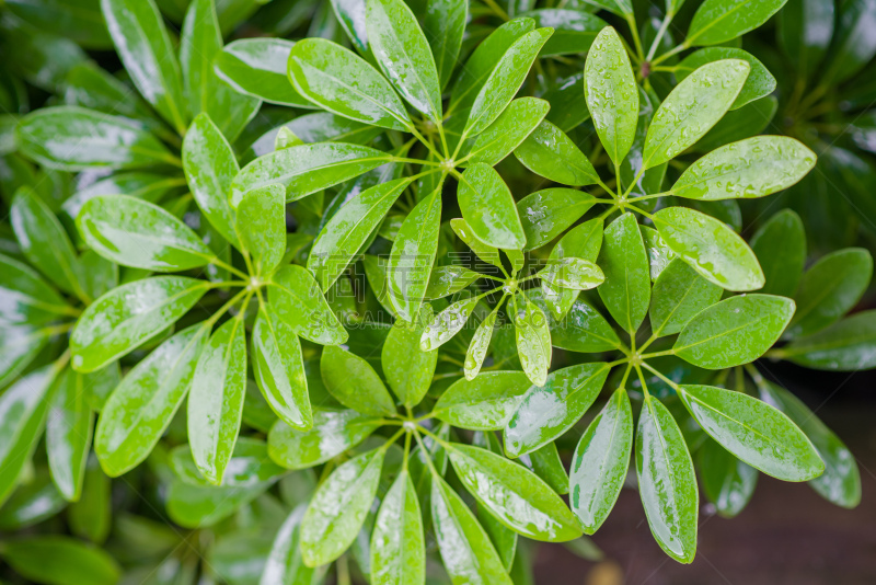 自然,背景,皇后伞树,水平画幅,无人,室内植物,华丽的,植物,常绿树,灌木