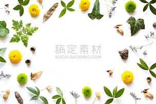 边框,自然,种子,常春藤,植物学,纯净,白色背景,绿色,黄色,叶子