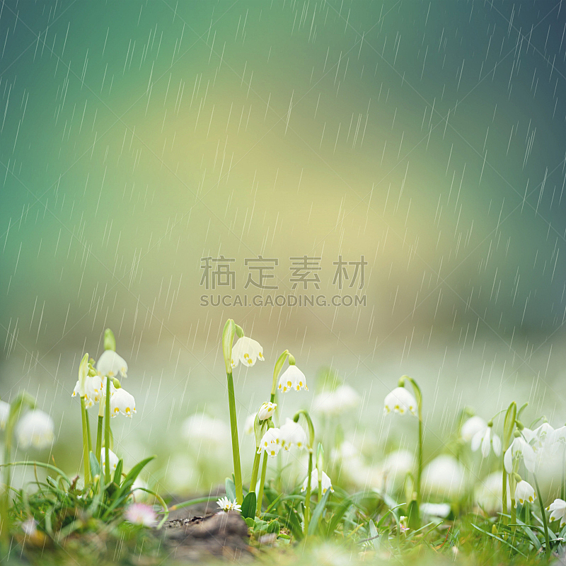 雨,春天,雪花,在上面,雪花莲,花头,园林,无人,早晨,户外