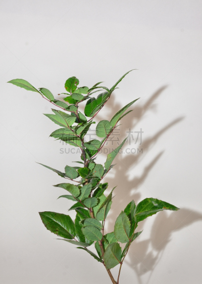 石南花,绿色,垂直画幅,褐色,无人,荆棘,特写,白色,植物,清新