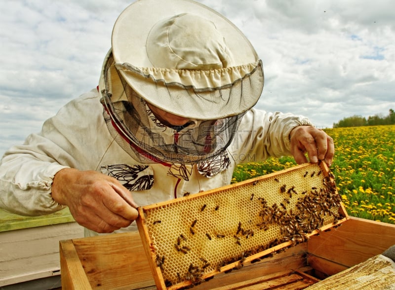 蜂箱,beekeeper,架子,提举,天空,面罩,水平画幅,工作年长者,夏天,户外