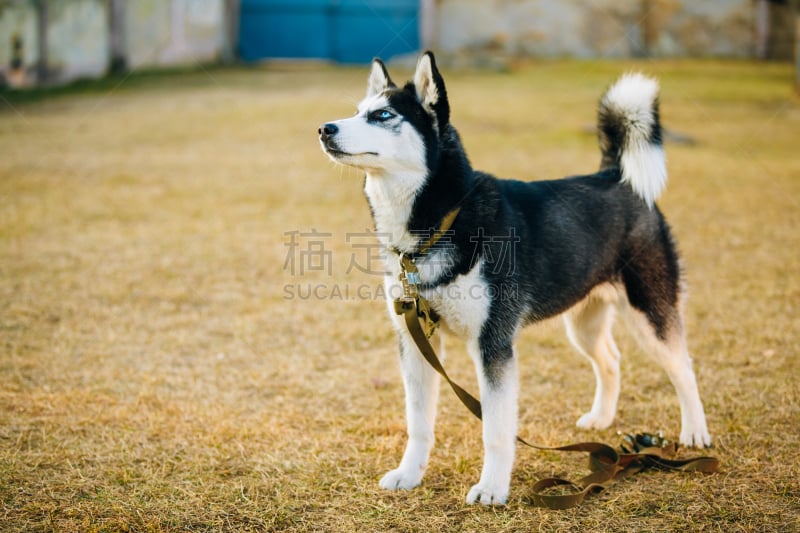 户外,秋天,小狗,幼小动物,快乐,爱斯基摩犬,雪橇犬,水平画幅,夏天,白色