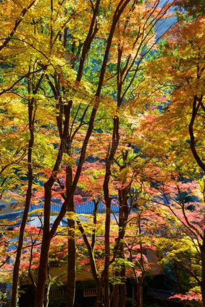 叶子,秋天,爱知县,日本,垂直画幅,天空,美,里山,旅行者,户外