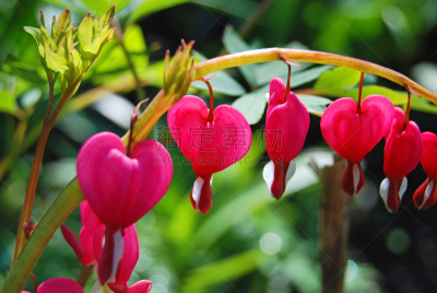 Beautiful dicentra flower