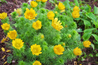 草甸碎米荠,黄色,男性美,特写,春分,雄蕊,活力,环境,公园,草