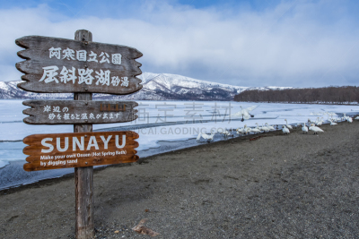 日本,北海道,屈斜路湖,热,雪山,野生动物,云,雪,天鹅,水面