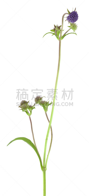 白色背景,恶魔,部分,分离着色,欧洲赤松,垂直画幅,正面视角,留白,无人,川绿断目