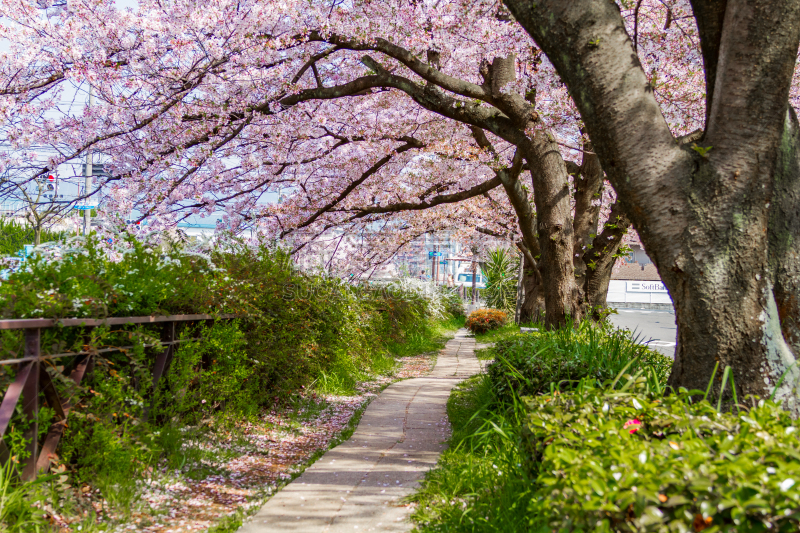 樱桃树,京都市,日本,垂枝日本早樱,婚纱秀,闪光灯,荧光色,花见节,樱花,水平画幅