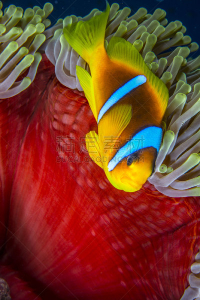 直的,双带海葵,底栖生物带,华丽海葵,银线小丑,indopacific ocean,形态学,海葵,共生关系,雀鲷