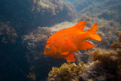 海洋,南加利福尼亚,深红高雀鲷,圣塔卡特莱那岛,雀鲷,海藻灰,自然,水平画幅,无人,水下