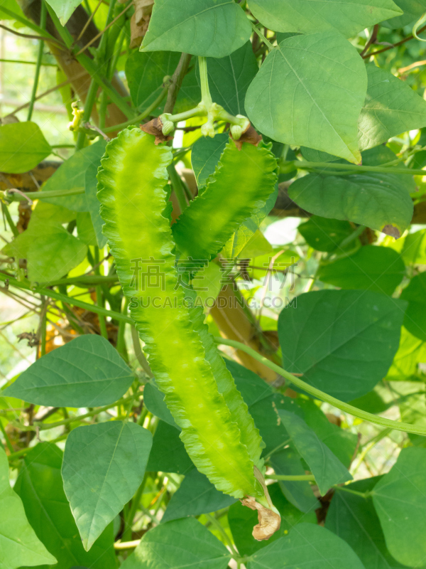 四角豆,垂直画幅,植物,豌豆,无人,芦笋,果阿,农业,豆科植物,蔬菜