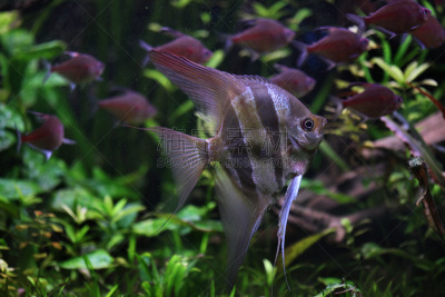 神仙鱼,裹面包屑,动物主题,淡水,野生动物,动物,鲈形目,河流,巴西,丽体鱼