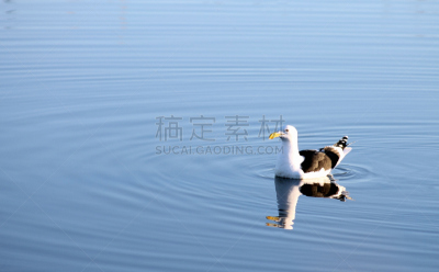 食海藻海鸥,黑背鸥,海藻灰,水,野生动物,水平画幅,无人,鸟类,户外,特写