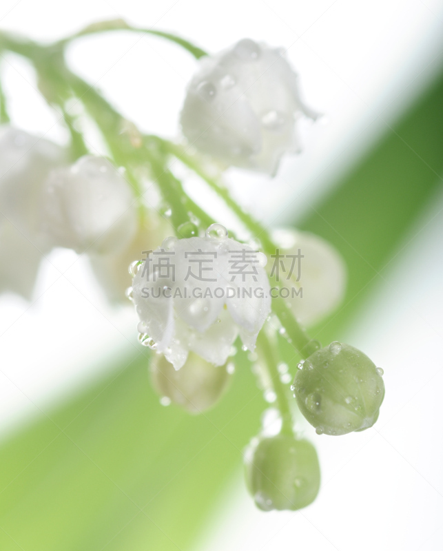 铃兰,自然,垂直画幅,绿色,小的,无人,五月,白色背景,特写,百合花