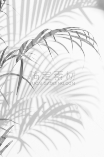 阴影,棕榈叶,棕榈树,复叶,蕨类,植物园,空的,暗色,热带气候,浪漫