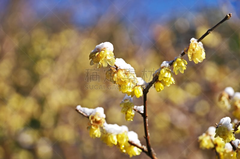 蜡梅,水平画幅,雪,日本,梅子,户外,恐惧,植物,冬天,黄色