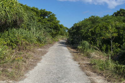 鸠间岛,冲绳县,路,八重山群岛,休闲活动,枝繁叶茂,沙子,竹富町,纯净,夏天