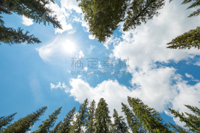 松树,森林,斯洛文尼亚波流卡,在下面,julian alps,树冠,向上看,树梢,正下方视角,松林
