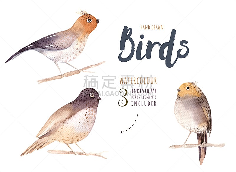 鸟类,白色,绘画插图,水彩画,分离着色,自然,褐色,野生动物,水平画幅,小的